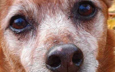Schonkost beim Hund – So nutzt du meinen Schonkost-Rechner richtig